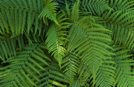 Fern